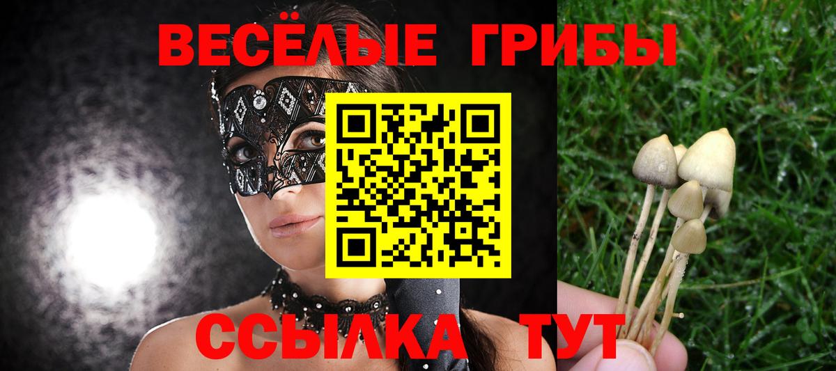 Псилоцибиновые грибы Psilocybe  где купить   Вход с VPN  Чистополь  Псилоцибиновые грибы прущие грибы 